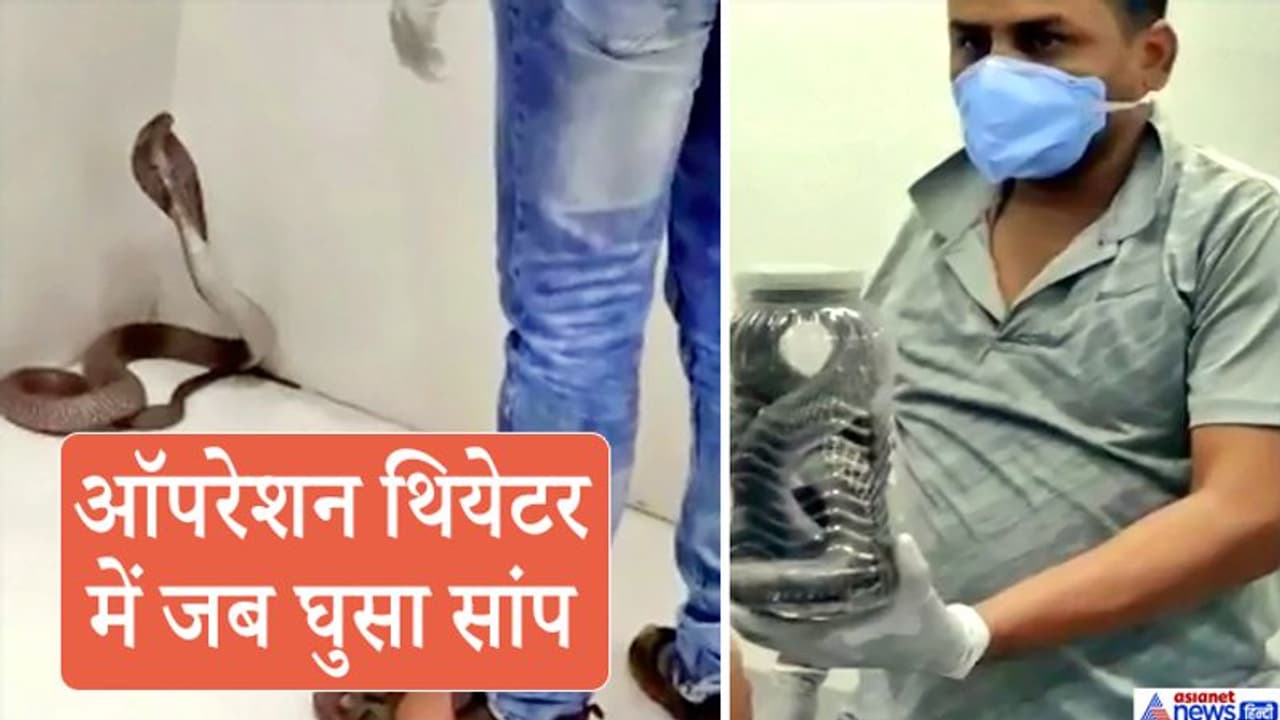 क्या सांप भी बहादुर पुलिसवालों से डरते हैं, देखिए फन फैलाए बैठा कोबरा कैसे चुपचाप डिब्बे में घुस गया क्या सांप भी बहादुर पुलिसवालों से डरते हैं, देखिए फन फैलाए बैठा कोबरा कैसे चुपचाप डिब्बे में घुस गया