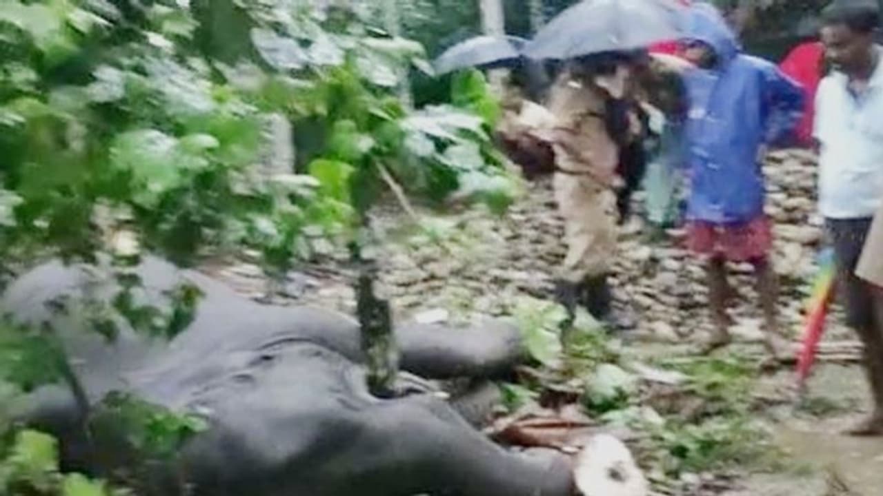 গৃহস্থের সুপারি বাগানে 'মরণফাঁদ', বেঘোরে প্রাণ গেল হস্তিশাবকের গৃহস্থের সুপারি বাগানে 'মরণফাঁদ', বেঘোরে প্রাণ গেল হস্তিশাবকের