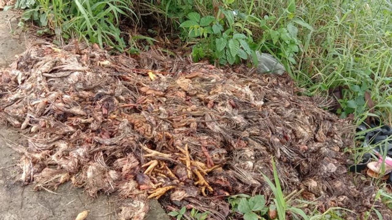 മരിയാപുരം ജംഗ്ഷന് സമീപം അറവ് മാലിന്യം തള്ളി; ജനജീവിതം ദുരിതത്തില് മരിയാപുരം ജംഗ്ഷന് സമീപം അറവ് മാലിന്യം തള്ളി; ജനജീവിതം ദുരിതത്തില്