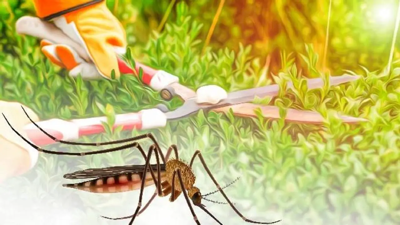 ഡെങ്കുവിനെ തുരത്താന്‍ 'തോട്ടങ്ങളിലേക്ക് നീങ്ങാം'; ക്യാംപയിനുമായി ആരോഗ്യ വകുപ്പ്