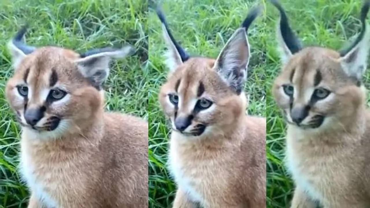 ചെവികള് ചുഴറ്റുന്ന 'കാരക്കാൾ'; വൈറലായി കാട്ടുപൂച്ചയുടെ വീഡിയോ ചെവികള് ചുഴറ്റുന്ന 'കാരക്കാൾ'; വൈറലായി കാട്ടുപൂച്ചയുടെ വീഡിയോ