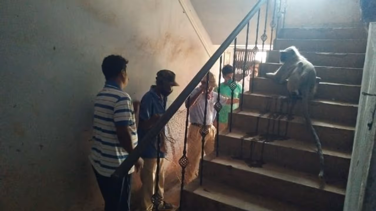 'করোনা'য় আক্রান্ত হনুমান, আতঙ্ক ছড়াল মেদিনীপুর পুলিশ লাইনে 'করোনা'য় আক্রান্ত হনুমান, আতঙ্ক ছড়াল মেদিনীপুর পুলিশ লাইনে