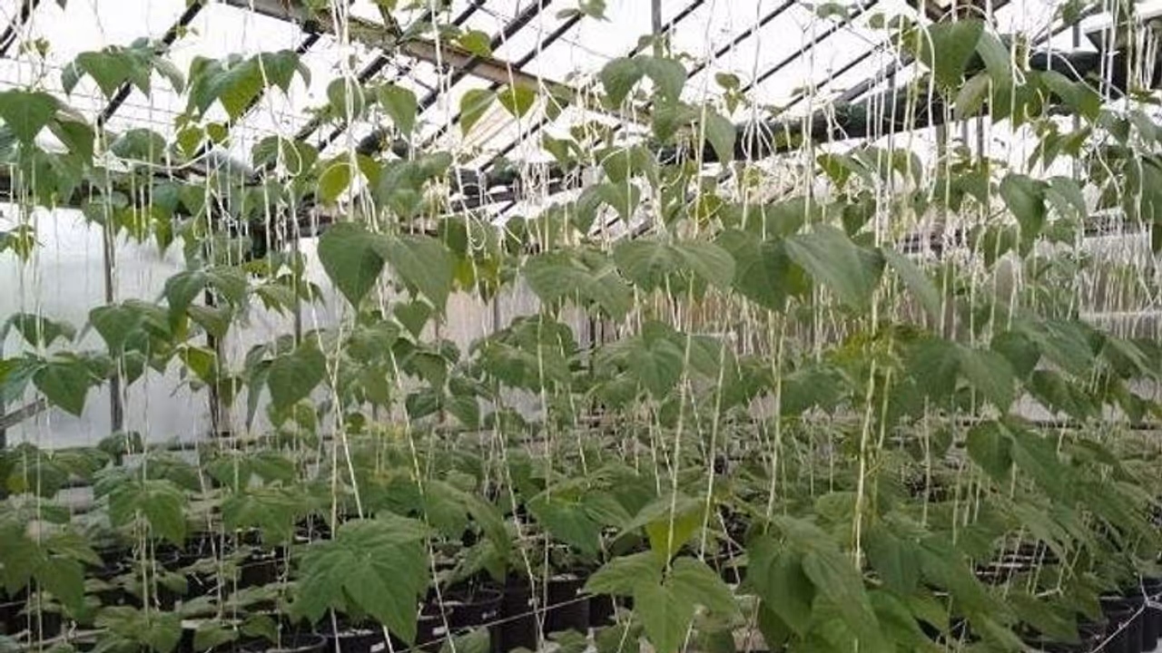 Home Garden : ಕೈತೋಟದಲ್ಲಿರುವ ಬೀನ್ಸ್ ಎಲೆಗಳು ಹಳದಿಯಾಗ್ತಿದ್ದರೆ ಈ ಟಿಪ್ಸ್ ಬಳಸಿ Home Garden : ಕೈತೋಟದಲ್ಲಿರುವ ಬೀನ್ಸ್ ಎಲೆಗಳು ಹಳದಿಯಾಗ್ತಿದ್ದರೆ ಈ ಟಿಪ್ಸ್ ಬಳಸಿ