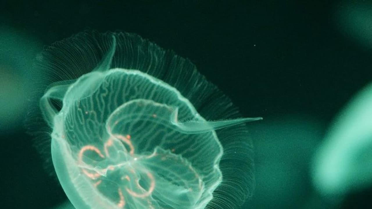 കാലാവസ്ഥ വ്യതിയാനം: ആഘാതം ആഴക്കടലിലും