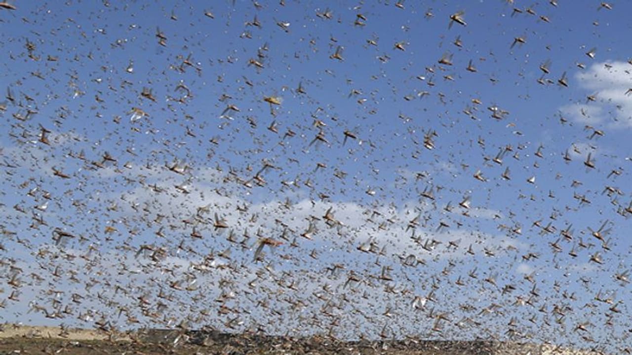 ഉംപണ് ചുഴലിക്കാറ്റും ശക്തമായ മഴയും കാലാവസ്ഥാ മാറ്റവും; ഇന്ത്യയില് വെട്ടുകിളി അക്രമം കൂടാന് കാരണമെന്ത്? ഉംപണ് ചുഴലിക്കാറ്റും ശക്തമായ മഴയും കാലാവസ്ഥാ മാറ്റവും; ഇന്ത്യയില് വെട്ടുകിളി അക്രമം കൂടാന് കാരണമെന്ത്?