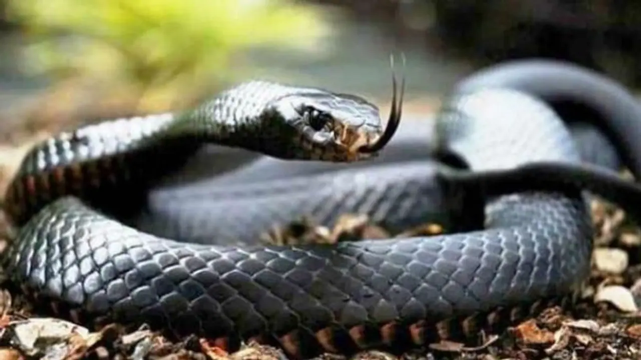 ವಿಷ ಸರ್ಪ ಕಚ್ಚಿ ಆಸ್ಪತ್ರೆ ಸೇರಿದ, ಚೇತರಿಸಿಕೊಂಡು ಮರಳಿದ ಬೆನ್ನಲ್ಲೇ ಮತ್ತೆ ಹಾವು ಕಚ್ಚಿ ಸಾವು!