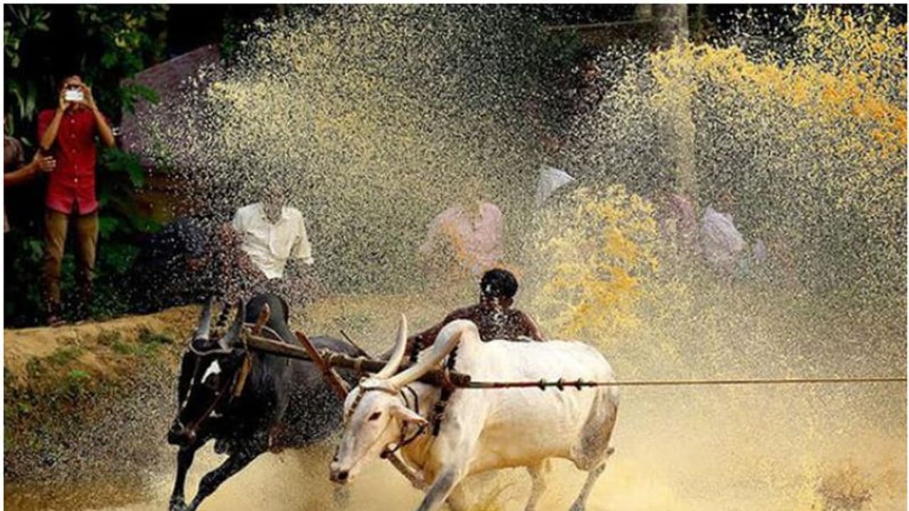 ലോക്ക്ഡൗൺ ലംഘിച്ച് കാളപൂട്ട് മത്സരം ; പാലക്കാട് രണ്ട് പേര്ക്കെതിരെ കേസ് ലോക്ക്ഡൗൺ ലംഘിച്ച് കാളപൂട്ട് മത്സരം ; പാലക്കാട് രണ്ട് പേര്ക്കെതിരെ കേസ്