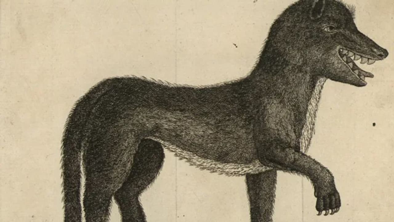 ചെന്നായയെപ്പോലെയുള്ള എന്നാല് ചെന്നായ അല്ലാത്ത ആ നരഭോജി എന്തായിരുന്നു? ചെന്നായയെപ്പോലെയുള്ള എന്നാല് ചെന്നായ അല്ലാത്ത ആ നരഭോജി എന്തായിരുന്നു?