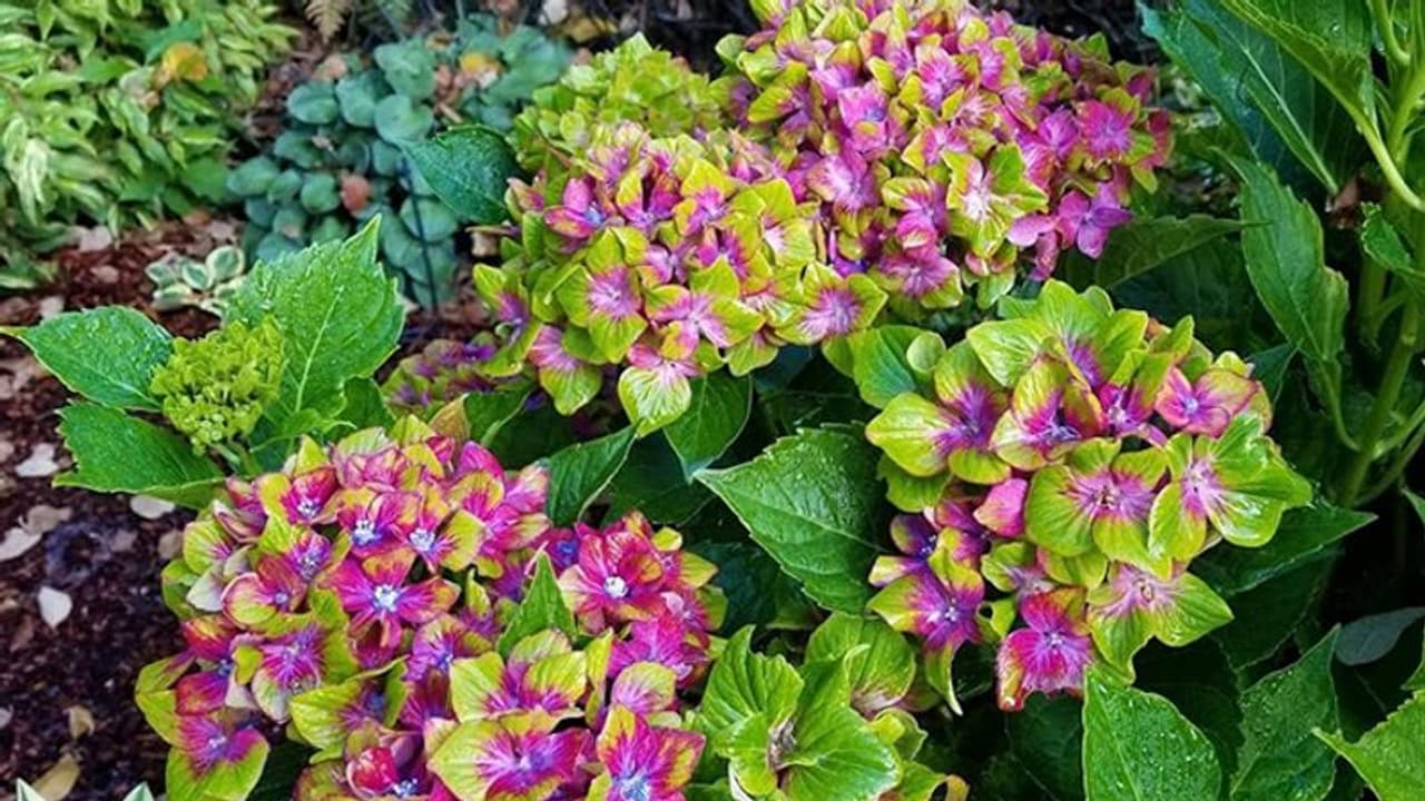 ഒരു ചെടിയില് രണ്ടുനിറത്തിലുള്ള ഹൈഡ്രാഞ്ചിയ പൂക്കള്; ഇത് വ്യത്യസ്തയിനം കുള്ളന്ചെടി ഒരു ചെടിയില് രണ്ടുനിറത്തിലുള്ള ഹൈഡ്രാഞ്ചിയ പൂക്കള്; ഇത് വ്യത്യസ്തയിനം കുള്ളന്ചെടി