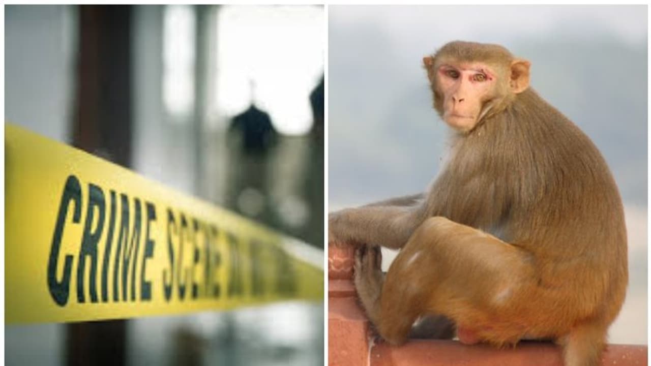 গাছের ডালে ঝোলানো হল ফাঁসিতে, ছটফট করতে করতে মানুষের হাতে নৃশংস মৃত্যু বানরের