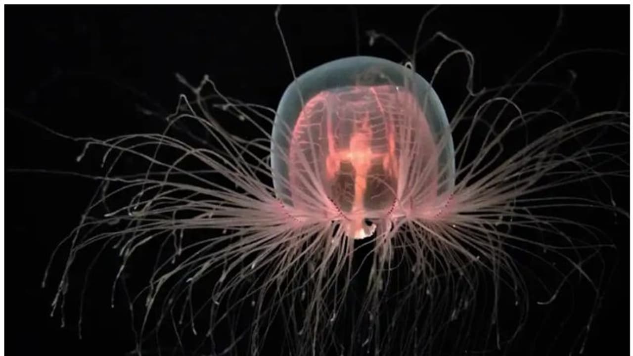 'മരണമോ, അതെന്താ?' എത്ര വയസ്സായാലും മരിക്കാത്ത ഈ വിചിത്രജീവിയുടെ അതിജീവനരഹസ്യമിതാണ് 'മരണമോ, അതെന്താ?' എത്ര വയസ്സായാലും മരിക്കാത്ത ഈ വിചിത്രജീവിയുടെ അതിജീവനരഹസ്യമിതാണ്