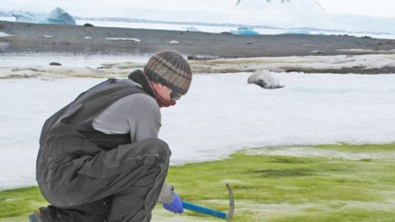 കാലാവസ്ഥ വ്യതിയാനം: അന്റാര്‍ട്ടിക്കയില്‍ പച്ചനിറത്തിലുള്ള ഹിമാനികള്‍