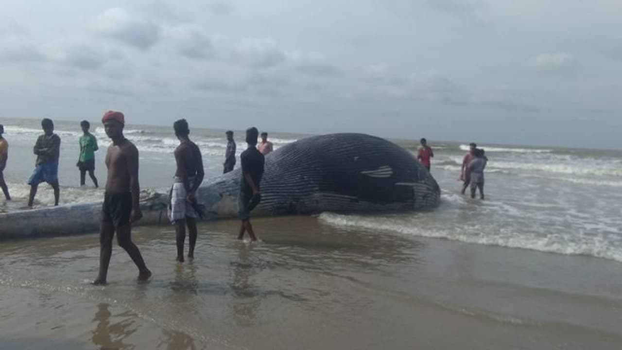 সমুদ্রে ভেসে এল বিশালাকার তিমি মাছ, শোরগোল মন্দারমণিতে