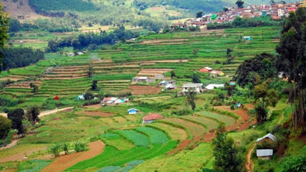 മഴക്കാലമെത്തിയിട്ടും വെള്ളമില്ലാതെ വരണ്ടുണങ്ങി വട്ടവട; ഹെക്ടർ കണക്കിന് കൃഷി കരിഞ്ഞുണങ്ങി മഴക്കാലമെത്തിയിട്ടും വെള്ളമില്ലാതെ വരണ്ടുണങ്ങി വട്ടവട; ഹെക്ടർ കണക്കിന് കൃഷി കരിഞ്ഞുണങ്ങി