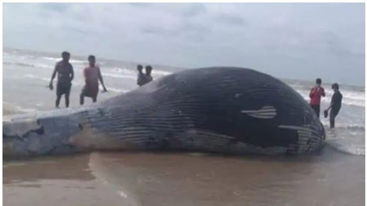 35 അടി നീളമുള്ള കൂറ്റന്‍ തിമിംഗലത്തിന്റെ ജഡം തീരത്തടിഞ്ഞു; ശരീരത്തില്‍ പരിക്കേറ്റ പാടുകള്‍
