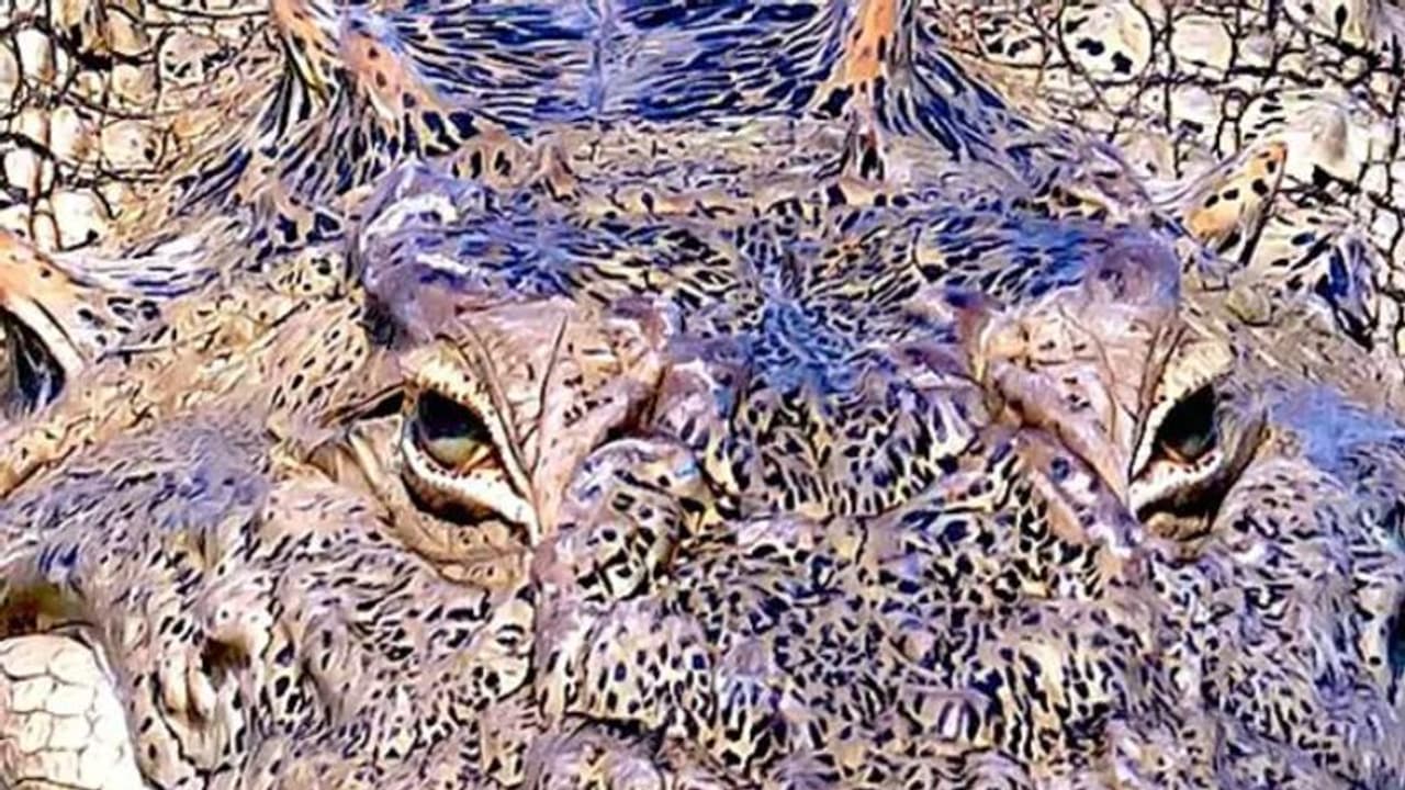 'സൂം' ചെയ്ത ഫോട്ടോയില്‍ കാണുന്ന ജീവിയെ കണ്ടുപിടിക്കാമോ?