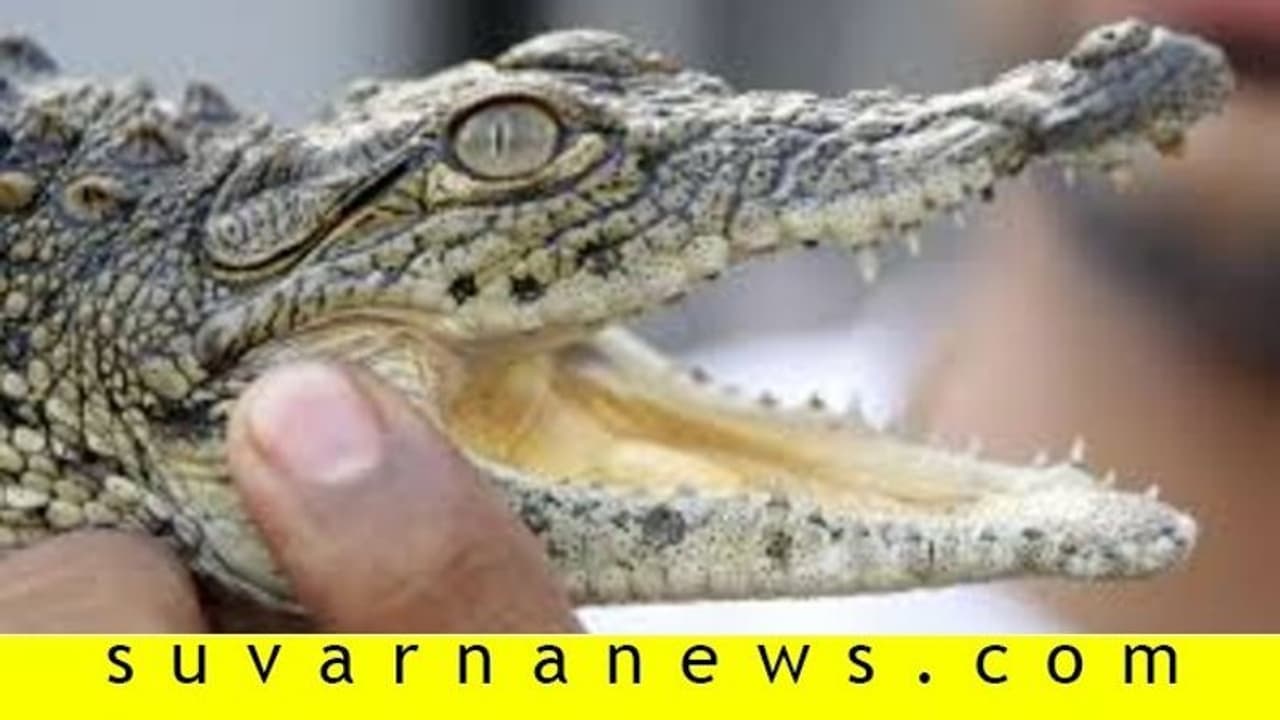 ಮುಖ್ಯ ರಸ್ತೆಯಲ್ಲೇ ಮೊಸಳೆ ಮರಿ ಪ್ರತ್ಯಕ್ಷ..! ಮುಖ್ಯ ರಸ್ತೆಯಲ್ಲೇ ಮೊಸಳೆ ಮರಿ ಪ್ರತ್ಯಕ್ಷ..!