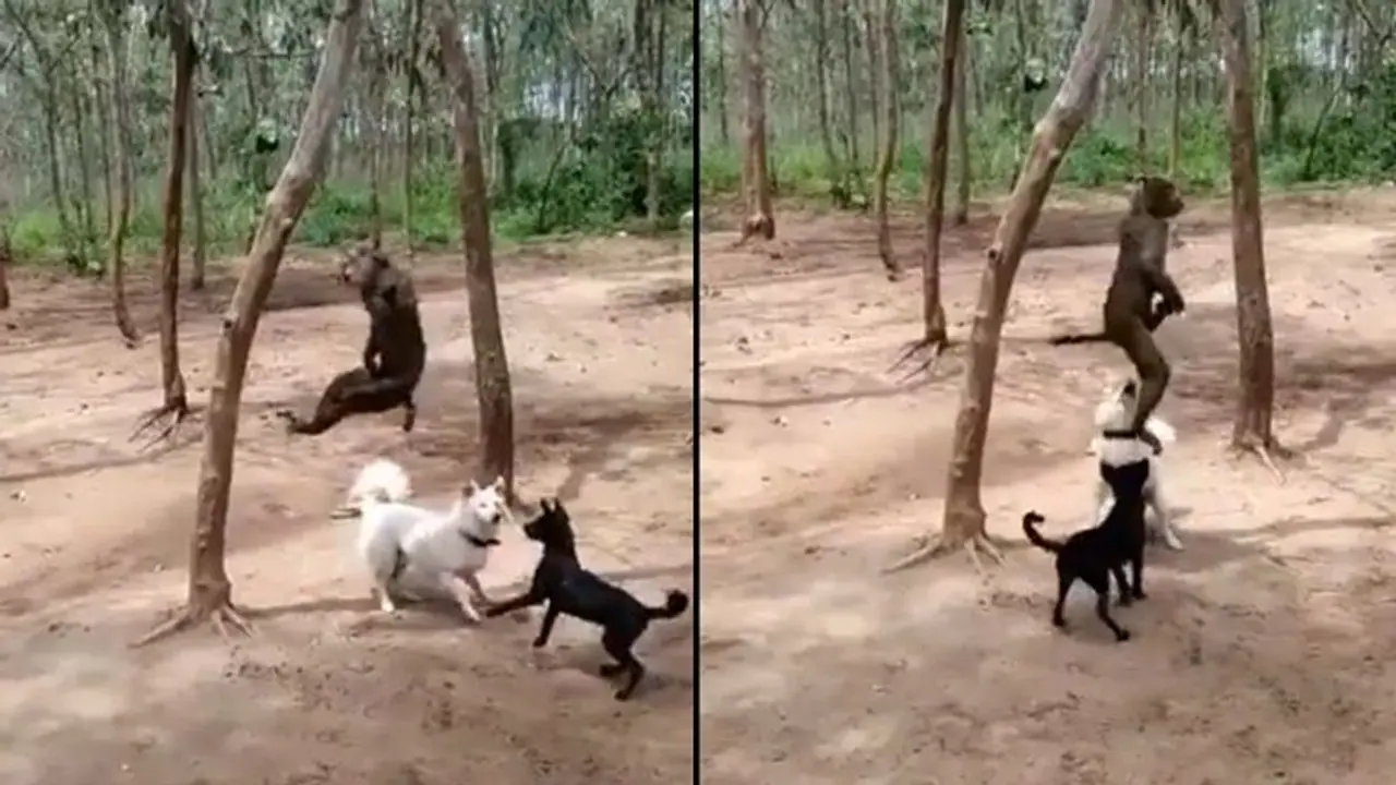 Viral video: Monkey hanged to death in Telangana; 3 arrested Viral video: Monkey hanged to death in Telangana; 3 arrested