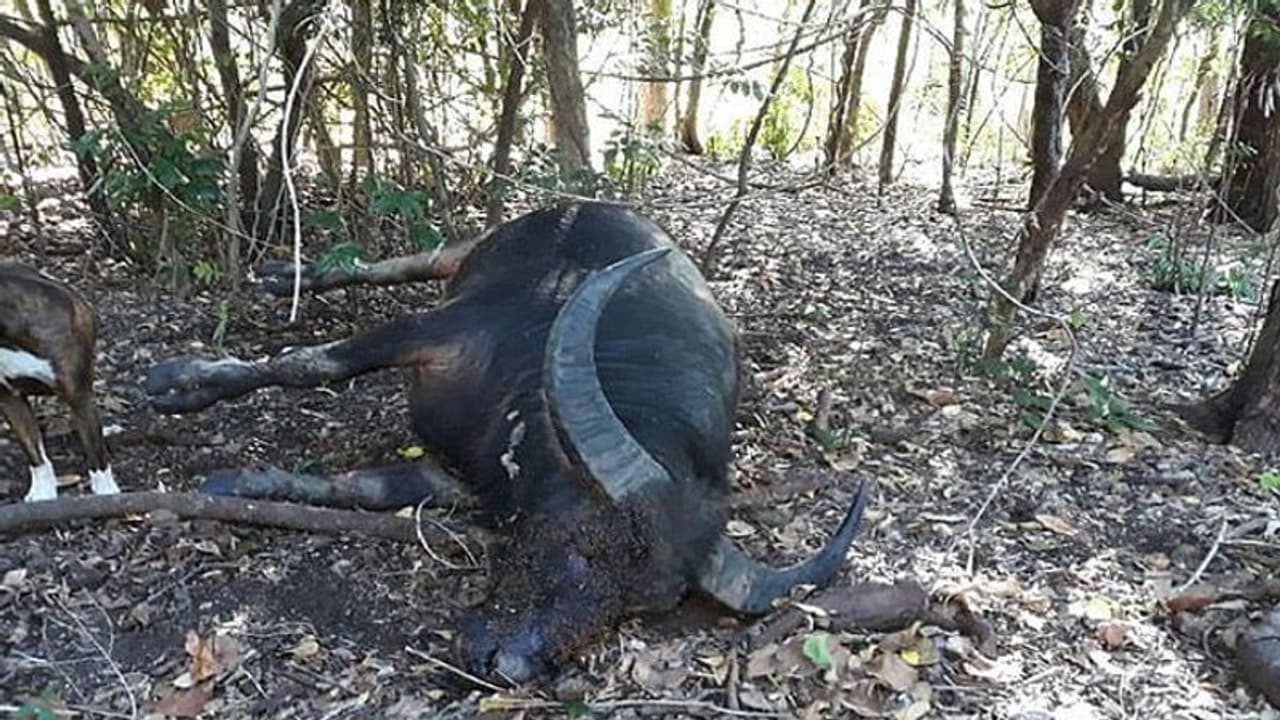 గేదెకు దశదిన కర్మ.. గ్రామస్తులకు భోజనాలు.. ఓ జంతు ప్రేమికుడి నివాళి.. గేదెకు దశదిన కర్మ.. గ్రామస్తులకు భోజనాలు.. ఓ జంతు ప్రేమికుడి నివాళి..