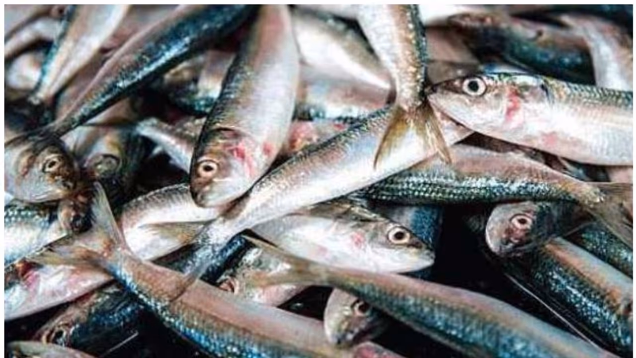 കേരളത്തിൽ മത്സ്യലഭ്യത കുറഞ്ഞു; മത്തി കഴിഞ്ഞ 20 വർഷത്തെ ഏറ്റവും താഴ്ന്ന നിലയിൽ, അയലയും കുറവ് കേരളത്തിൽ മത്സ്യലഭ്യത കുറഞ്ഞു; മത്തി കഴിഞ്ഞ 20 വർഷത്തെ ഏറ്റവും താഴ്ന്ന നിലയിൽ, അയലയും കുറവ്