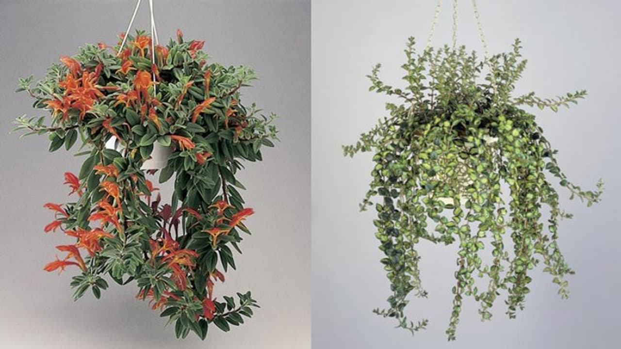 കണ്ടാല് ഗോള്ഡ് ഫിഷ് എന്നുതോന്നും, ഇത് മനോഹരമായ പൂച്ചെടിയാണ്; വീട്ടില് വളര്ത്താം കണ്ടാല് ഗോള്ഡ് ഫിഷ് എന്നുതോന്നും, ഇത് മനോഹരമായ പൂച്ചെടിയാണ്; വീട്ടില് വളര്ത്താം