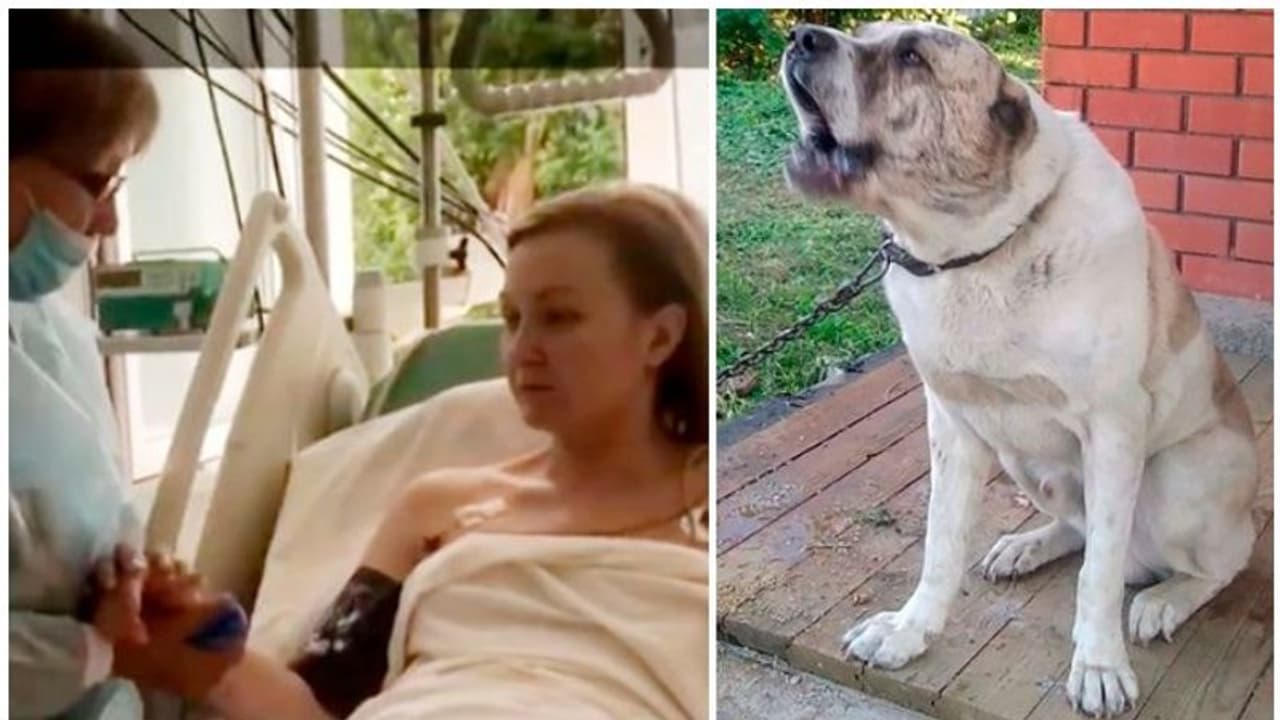 ജീവനോടെ കടിച്ചു തിന്നാൻ ശ്രമിച്ച ഭീമൻനായയിൽ നിന്ന് അമ്മയെ രക്ഷിച്ചത് ആറുവയസ്സുകാരൻ കാണിച്ച ബുദ്ധി ജീവനോടെ കടിച്ചു തിന്നാൻ ശ്രമിച്ച ഭീമൻനായയിൽ നിന്ന് അമ്മയെ രക്ഷിച്ചത് ആറുവയസ്സുകാരൻ കാണിച്ച ബുദ്ധി