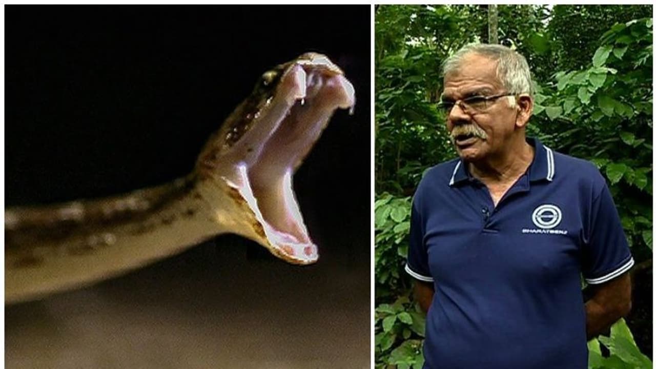 പറമ്പിലോ പരിസരത്തോ പാമ്പുണ്ടെങ്കില് കൊത്തുറപ്പ്; 35 തവണ പാമ്പുകടിയേറ്റ് ഈ വയനാട്ടുകാരന് പറമ്പിലോ പരിസരത്തോ പാമ്പുണ്ടെങ്കില് കൊത്തുറപ്പ്; 35 തവണ പാമ്പുകടിയേറ്റ് ഈ വയനാട്ടുകാരന്