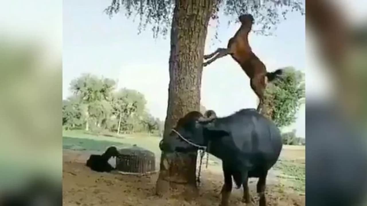 വീണ്ടും വൈറലായി 'സ്മാര്ട്ട്' ആട്; ട്വിറ്ററില് കയ്യടി... വീണ്ടും വൈറലായി 'സ്മാര്ട്ട്' ആട്; ട്വിറ്ററില് കയ്യടി...