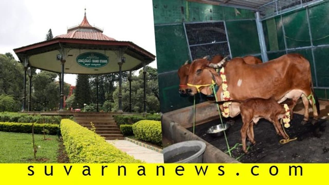 ಸಿಎಂ ಮನೆಯ ಹಸುವಿನ ಸಗಣಿ, ಬಳಸಿ ಕಬ್ಬನ್ ಪಾರ್ಕಲ್ಲಿ ಗೊಬ್ಬರ! ಸಿಎಂ ಮನೆಯ ಹಸುವಿನ ಸಗಣಿ, ಬಳಸಿ ಕಬ್ಬನ್ ಪಾರ್ಕಲ್ಲಿ ಗೊಬ್ಬರ!