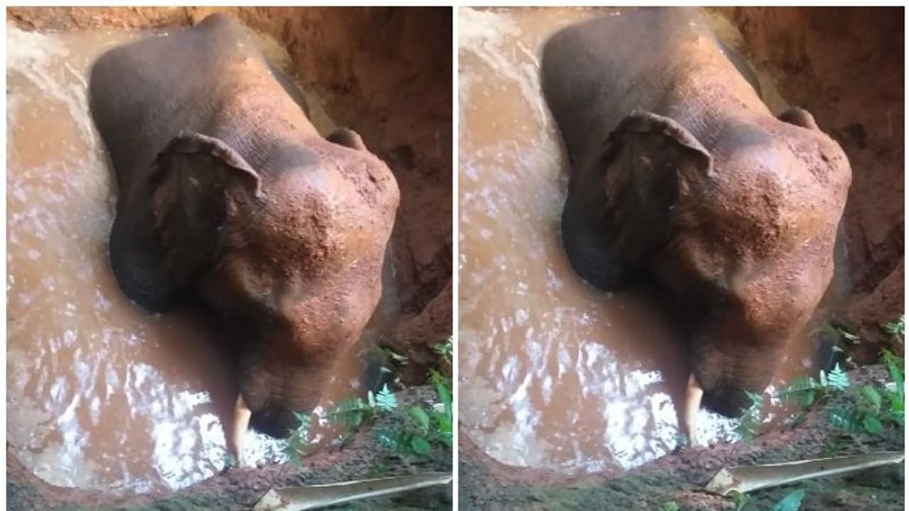 പൂയം കുട്ടിയിൽ വനമേഖലയോട് ചേർന്ന കിണറ്റില് കാട്ടാന വീണു പൂയം കുട്ടിയിൽ വനമേഖലയോട് ചേർന്ന കിണറ്റില് കാട്ടാന വീണു