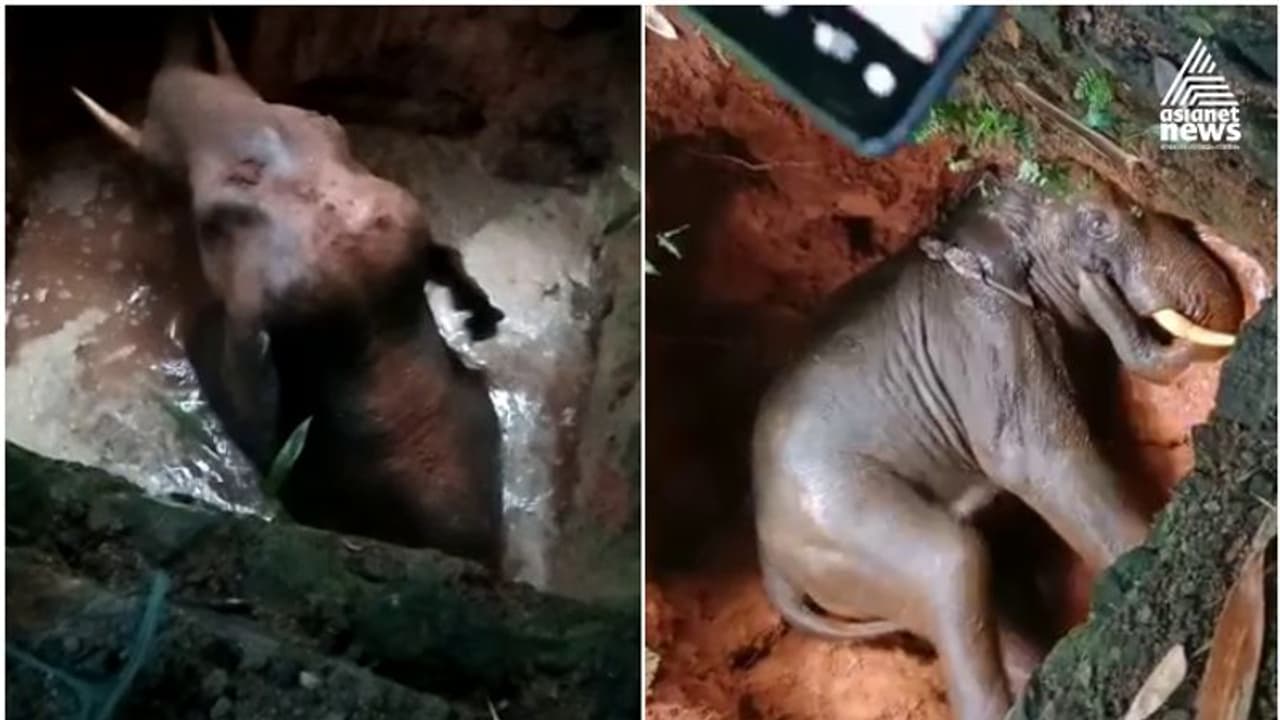 പൂയംകുട്ടിയിൽ കിണറ്റിൽ വീണ ആനയെ രക്ഷിച്ചു, ബൈക്ക് ചവിട്ടിക്കൂട്ടി ഓടുന്ന കൊമ്പൻ വീഡിയോ പൂയംകുട്ടിയിൽ കിണറ്റിൽ വീണ ആനയെ രക്ഷിച്ചു, ബൈക്ക് ചവിട്ടിക്കൂട്ടി ഓടുന്ന കൊമ്പൻ വീഡിയോ