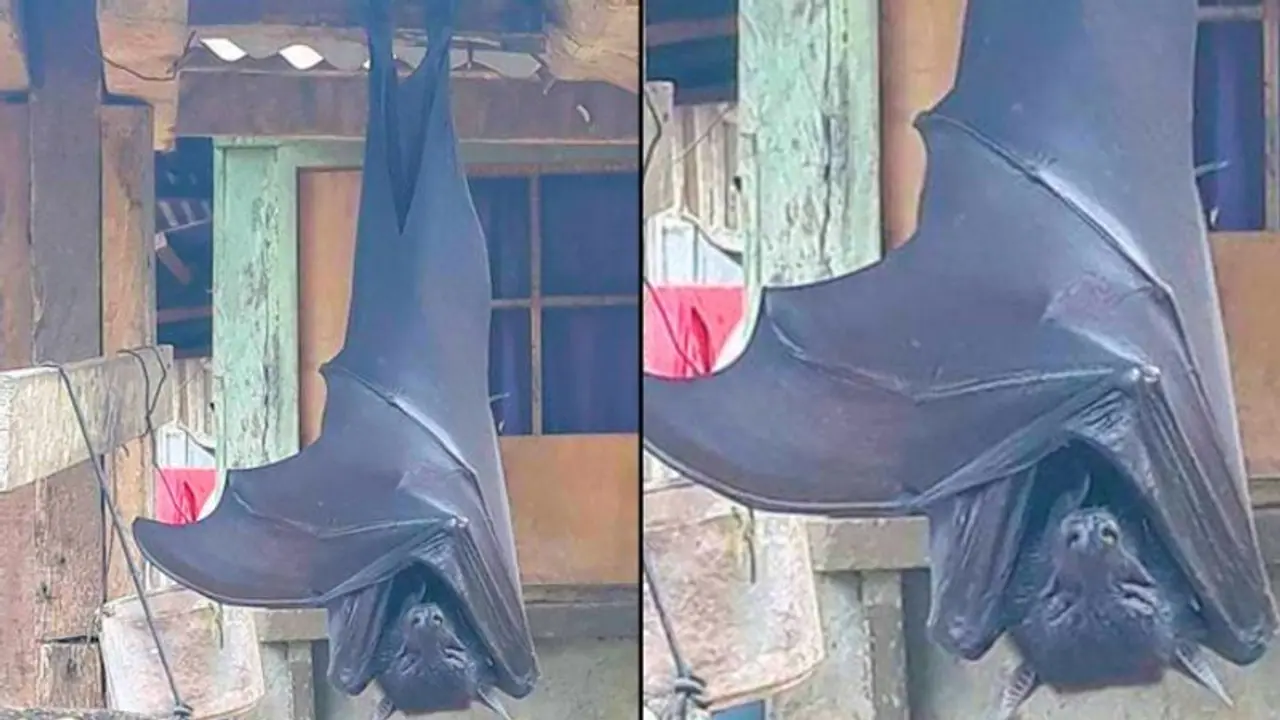 Picture of 'human sized' bat from Philippines goes viral Picture of 'human sized' bat from Philippines goes viral