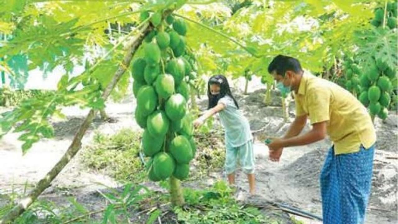 ലോക്ക്ഡൗൺ കാലത്ത് ചൊരിമണലിൽ കഷ്ടപ്പെട്ട സർക്കാർ ജീവനക്കാരൻ നേടിയത് നൂറുമേനി വിളവ് ലോക്ക്ഡൗൺ കാലത്ത് ചൊരിമണലിൽ കഷ്ടപ്പെട്ട സർക്കാർ ജീവനക്കാരൻ നേടിയത് നൂറുമേനി വിളവ്