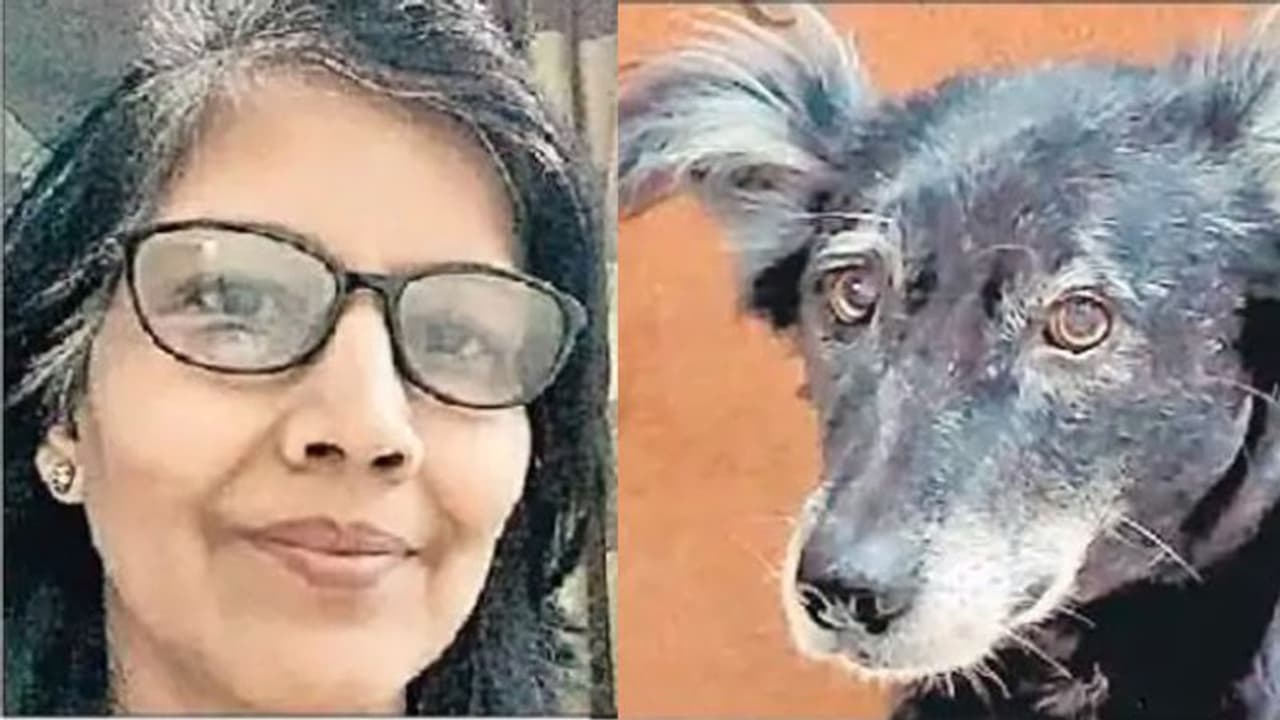 मालकिन की मौत से दुखी पालतू कुत्ते ने किया सुसाइड, घर की चौथी मंजिल से लगा दी छलांग मालकिन की मौत से दुखी पालतू कुत्ते ने किया सुसाइड, घर की चौथी मंजिल से लगा दी छलांग