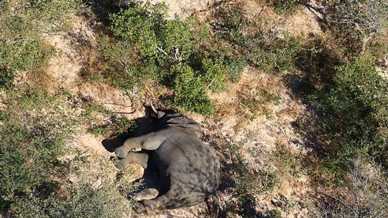 അത് 'കൂട്ടക്കൊല'യല്ല, ബോട്സ്വാനയിൽ 350ലേറെ ആനകൾ ചരിഞ്ഞ സംഭവത്തിൽ വില്ലന്മാരെ കണ്ടെത്തി 