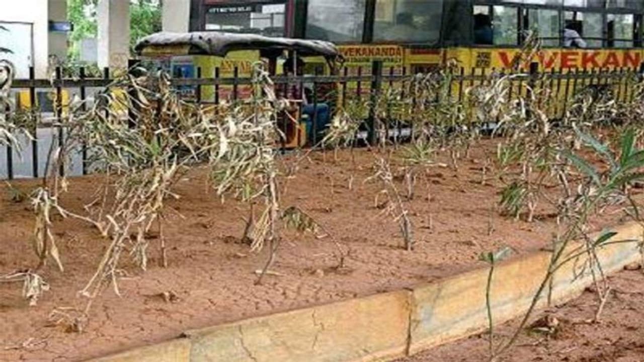 హరితహారం మొక్కలు కాపాడలేక...ఏకంగా పదవినే కోల్పోయిన సర్పంచ్ హరితహారం మొక్కలు కాపాడలేక...ఏకంగా పదవినే కోల్పోయిన సర్పంచ్