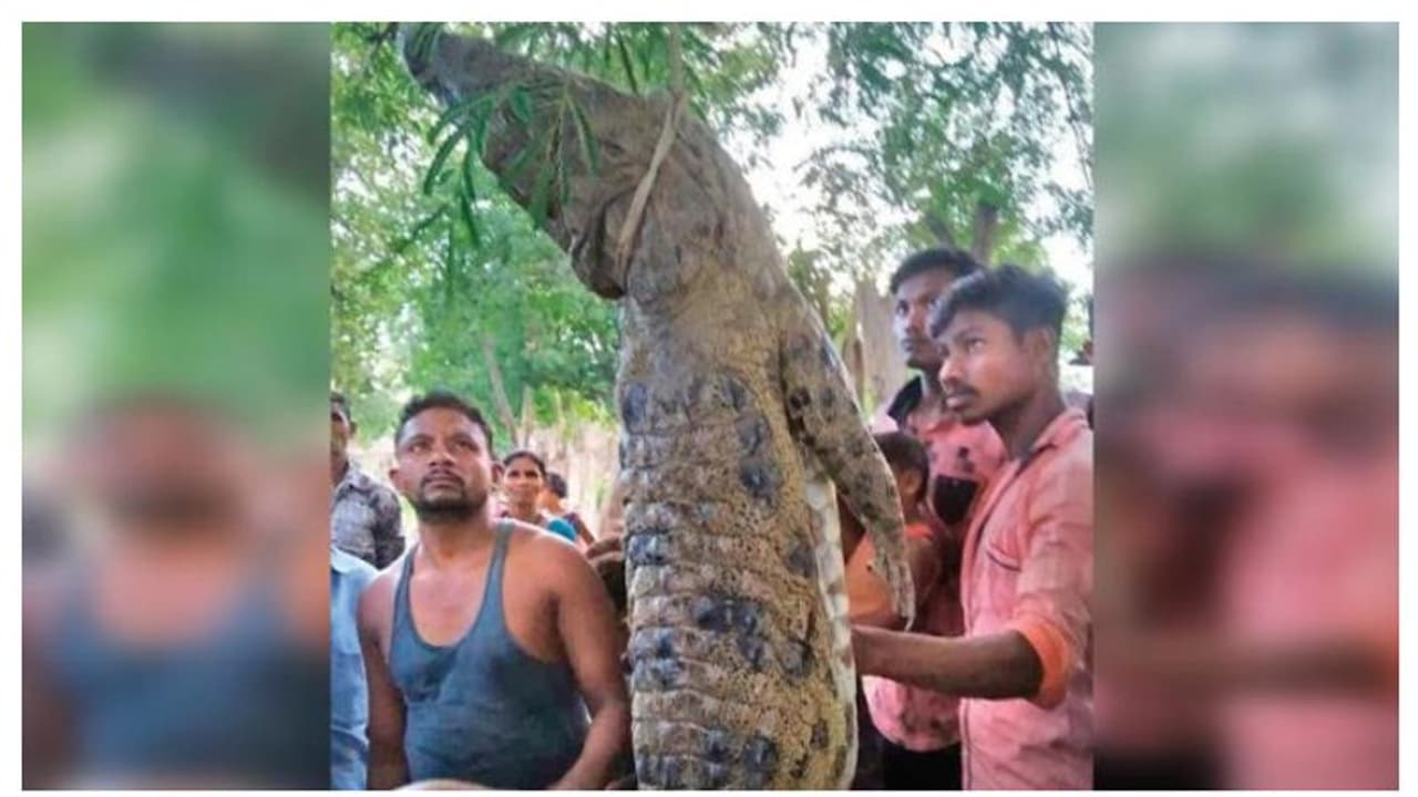 আনলক ভারতের মর্মান্তিক ছবি, খিদের জালায় ১০ ফুটের কুমিরকে মেরে রান্না করল গ্রামবাসীরা