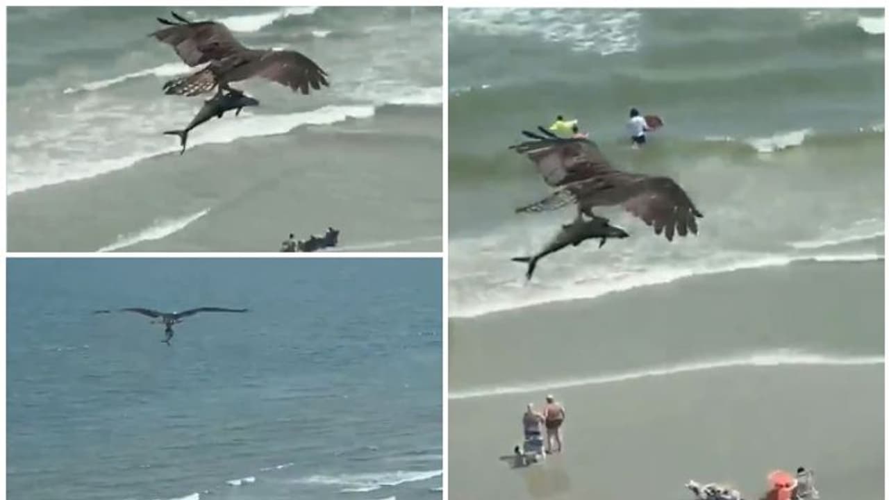 കടലില് നിന്ന് ചെറുസ്രാവിനെ റാഞ്ചിപ്പറന്ന് വലിയ പക്ഷി; വൈറല് വീഡിയോയുമായി മുന് ബാസ്കറ്റ്ബോള് താരം കടലില് നിന്ന് ചെറുസ്രാവിനെ റാഞ്ചിപ്പറന്ന് വലിയ പക്ഷി; വൈറല് വീഡിയോയുമായി മുന് ബാസ്കറ്റ്ബോള് താരം