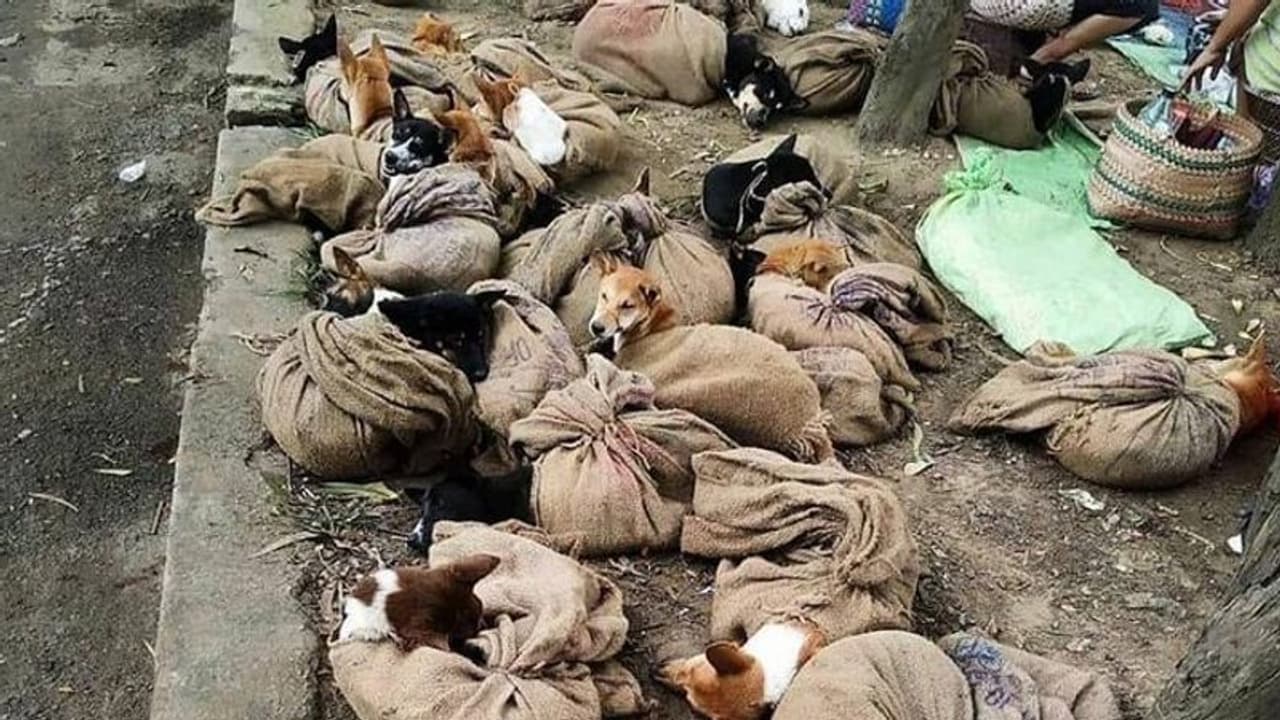 சீனாக்காரனை மிஞ்சிய நாகலாந்து...!! மோசமான கெட்டப் பழக்கத்திற்கு முற்றுப் புள்ளி வைத்த மாநில அரசு..!!