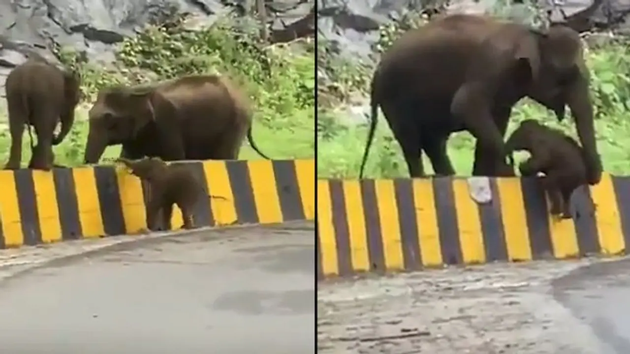 Mother elephant helps calf climb over barrier; netizens express delight and concern Mother elephant helps calf climb over barrier; netizens express delight and concern