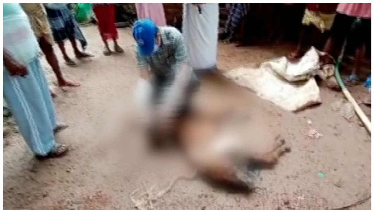 അജ്ഞാത ജീവിയെ ഭയന്ന് നാട്ടുകാര്‍; രണ്ട് ആടുകളെ കടിച്ചു കൊന്നു