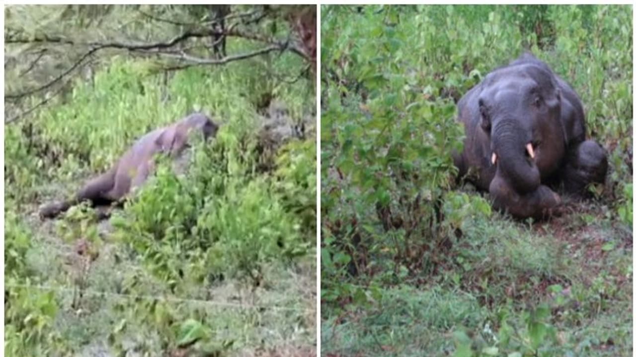 അട്ടപ്പാടിയിൽ ചരിഞ്ഞ കുട്ടിക്കൊമ്പന്റെ വയറിൽ ട്യൂമർ, ശ്വസകോശത്തിലും തകരാർ