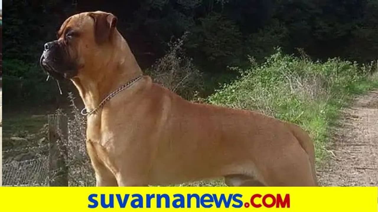 ರಕ್ಷಿಸಿದ ವೈದ್ಯೆ ಸಾವಿಗೆ ನೊಂದು ಕಟ್ಟಡದಿಂದ ಹಾರಿ ನಾಯಿ ಸಾವು! ರಕ್ಷಿಸಿದ ವೈದ್ಯೆ ಸಾವಿಗೆ ನೊಂದು ಕಟ್ಟಡದಿಂದ ಹಾರಿ ನಾಯಿ ಸಾವು!