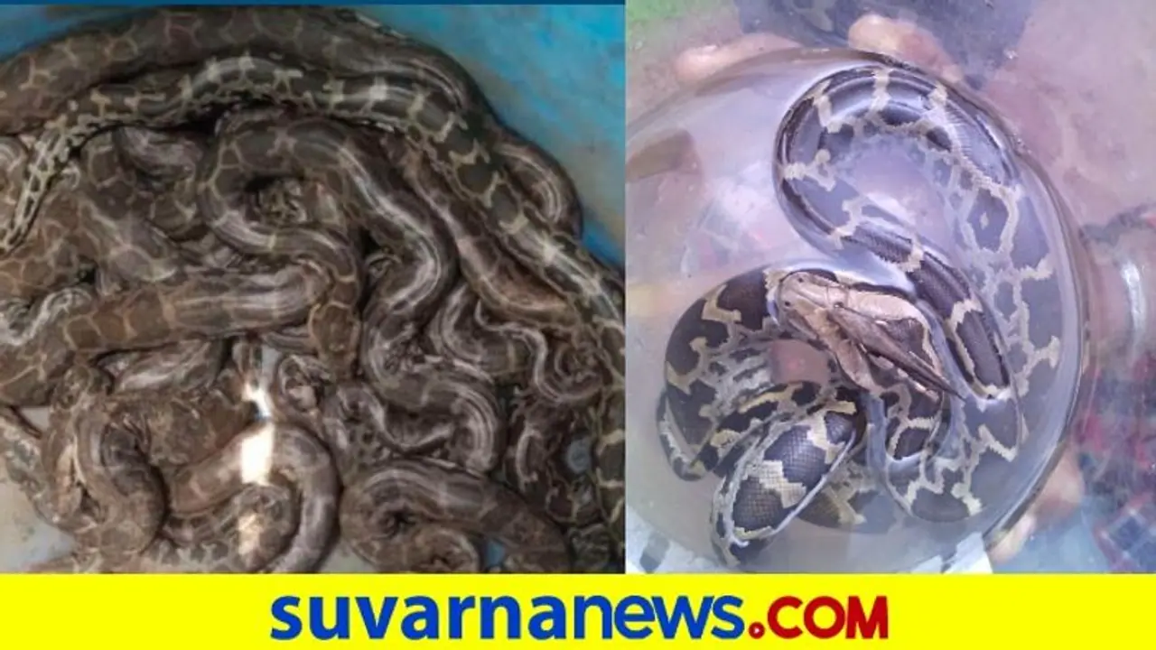 ಒಂದು ಹೆಣ್ಣಿನೊಂದಿಗೆ ಸರತಿಯಲ್ಲಿ ಕೂಡುವ 6 ಗಂಡು ಹಾವು : ಹೆಬ್ಬಾವಿನ ಕುತೂಹಲದ ಸಂತಾನೋತ್ಪತ್ತಿ ಕ್ರಿಯೆ