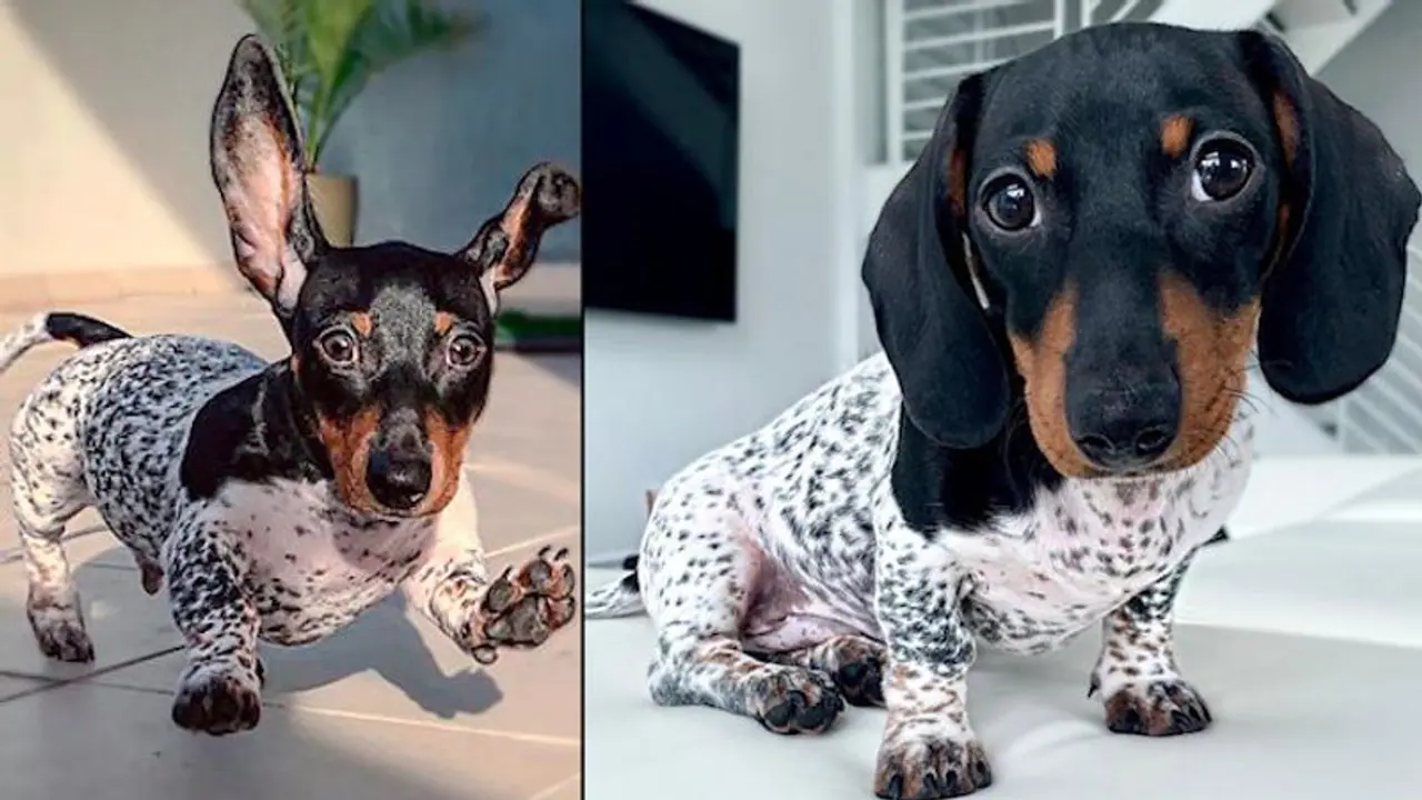 This dachshund puppy has unique black and white spotted boy; confuses netizens