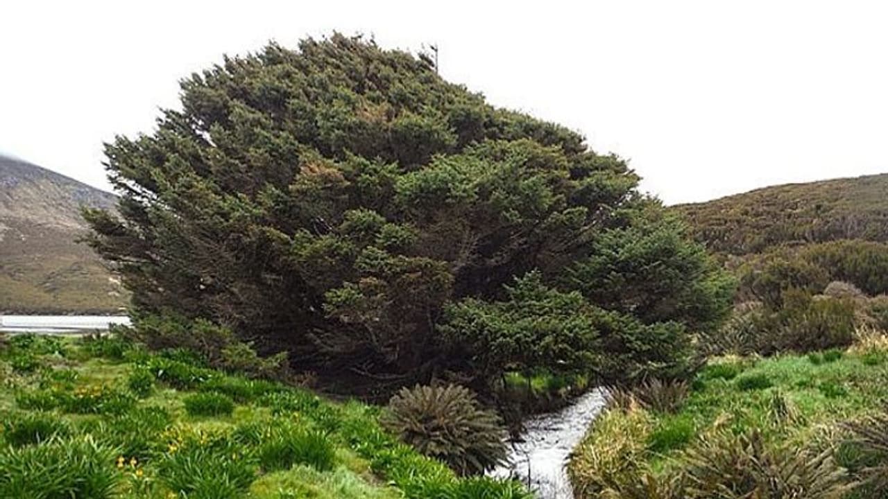 ലോകത്തിലെ ഏറ്റവും ഒറ്റപ്പെട്ടു നില്‍ക്കുന്ന മരം, കാറ്റും തണുപ്പും അതിജീവിച്ച് ഇവിടെ നിലനില്‍ക്കുന്നതെങ്ങനെ?