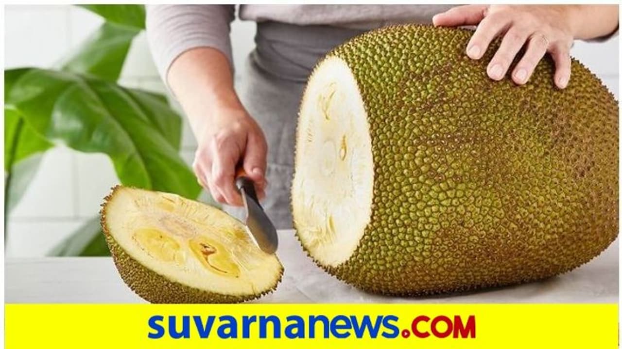 ಹಲಸಿನ ಸೀಸನ್‌ ಶುರುವಾಯ್ತು, Jackfruitನಿಂದ ಆರೋಗ್ಯಕ್ಕೇನು ಲಾಭ ತಿಳ್ಕೊಳ್ಳಿ