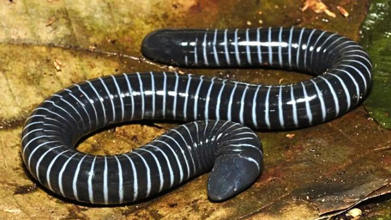 ব্যাঙের আত্মীয় হলেও রয়েছে সাপের মতো বিষথলি, জানা গেল এক নতুন প্রজাতির প্রাণীর কথা