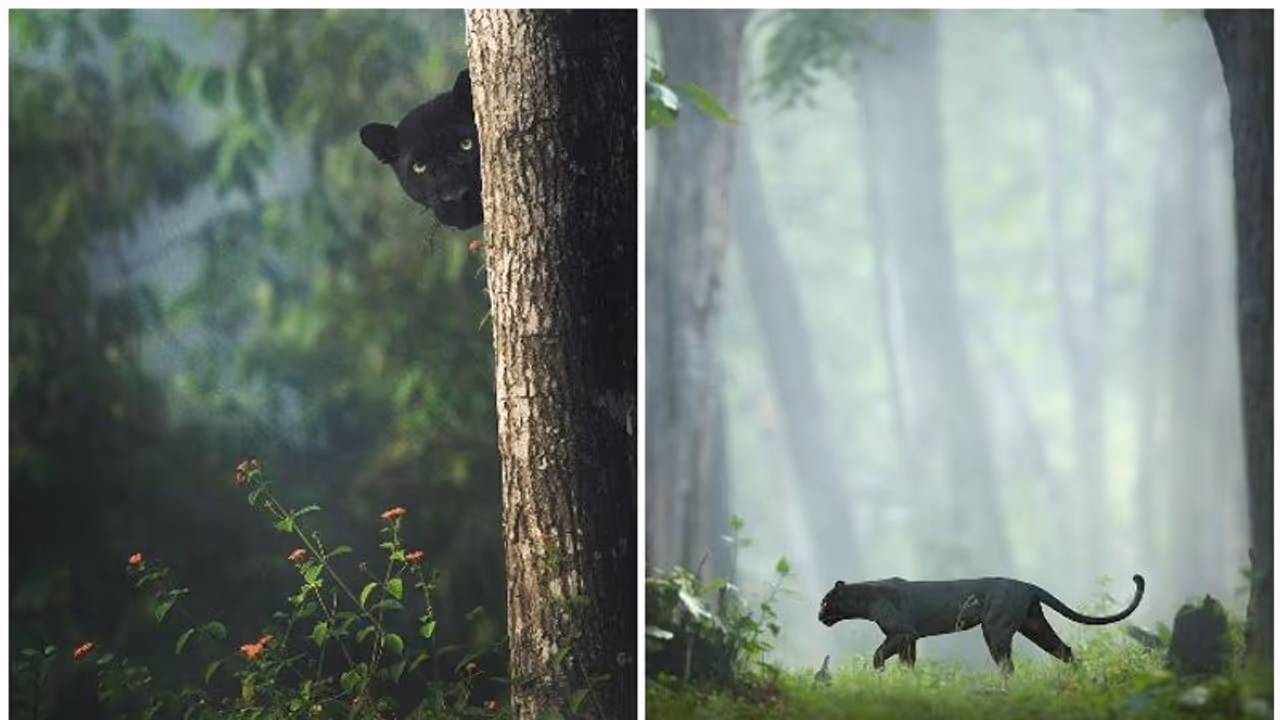 ബഗീരയാണോ? വീണ്ടും വൈറലായി കബിനിയില് നിന്നുള്ള ചിത്രങ്ങള് ബഗീരയാണോ? വീണ്ടും വൈറലായി കബിനിയില് നിന്നുള്ള ചിത്രങ്ങള്