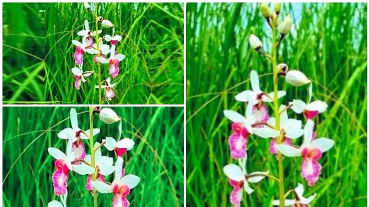ഉത്തര്പ്രദേശില് 118 വര്ഷത്തെ ഇടവേളയ്ക്ക് ശേഷം പൂവിട്ട് അപൂര്വ്വയിനം ഓര്ക്കിഡ് ഉത്തര്പ്രദേശില് 118 വര്ഷത്തെ ഇടവേളയ്ക്ക് ശേഷം പൂവിട്ട് അപൂര്വ്വയിനം ഓര്ക്കിഡ്